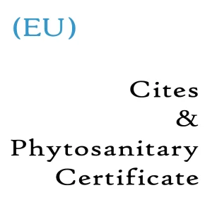 Phyto Certificate - Phyto Certificate là gì? Hướng dẫn chi tiết về Giấy chứng nhận kiểm dịch thực vật cho doanh nghiệp xuất khẩu